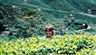 31-Cameron Highlands, champs de the.JPG